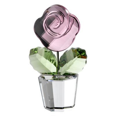 'Pink Rose, Medium'